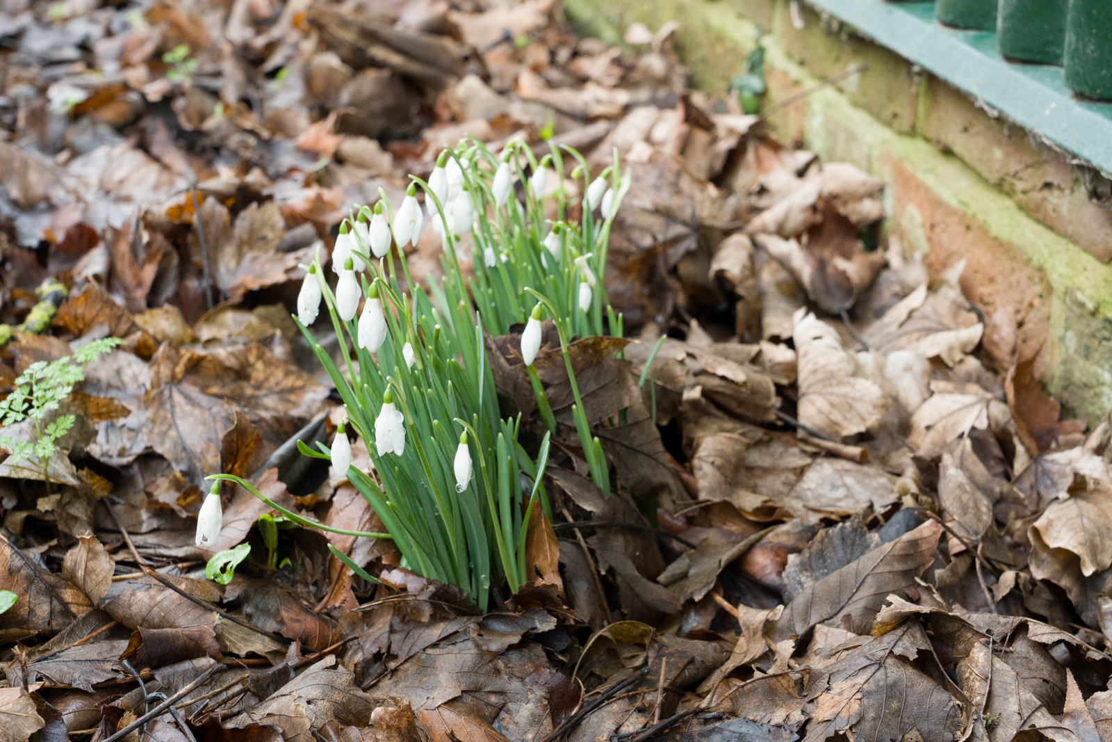 Photography by Chris Allington